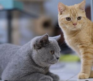 puluhan kucing mati mendadak