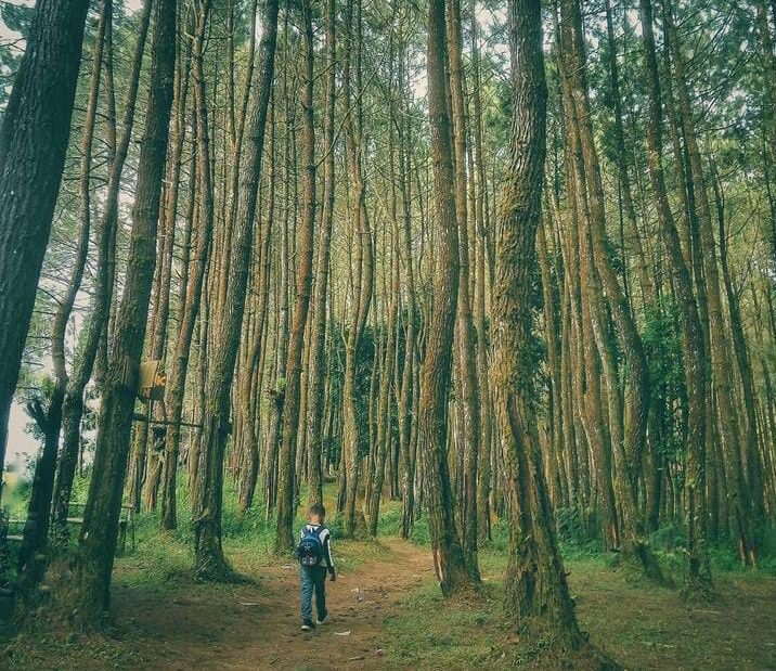 Aktivitas Wisata Alam Pinus Ciherang yang Cocok Buat Ngadem