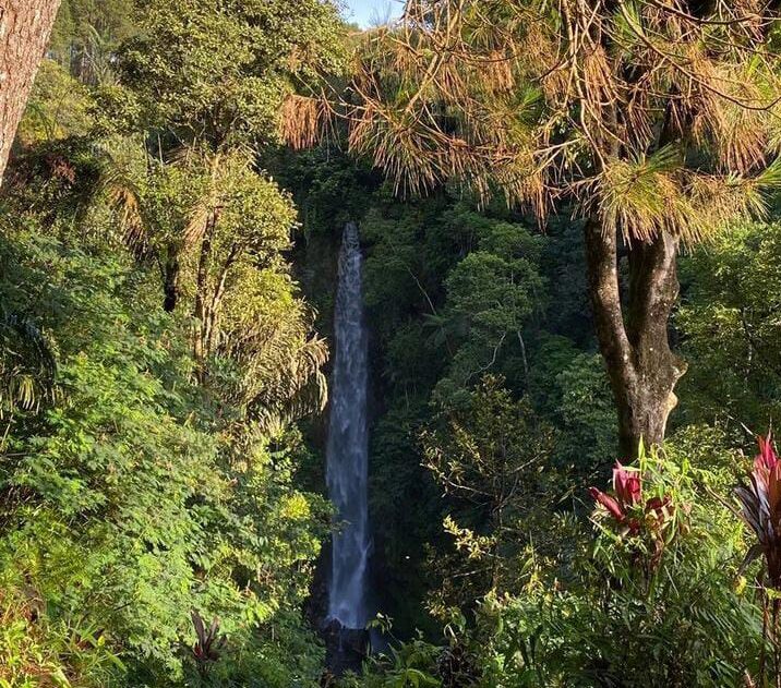 Aktivitas Wisata Alam Pinus Ciherang yang Cocok Buat Ngadem