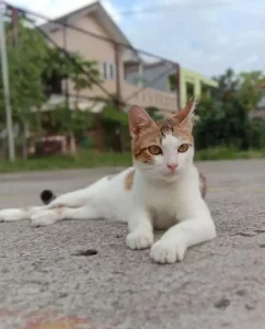 Ciri-ciri-Kucing-Pemburu -tikus-yang-Baik