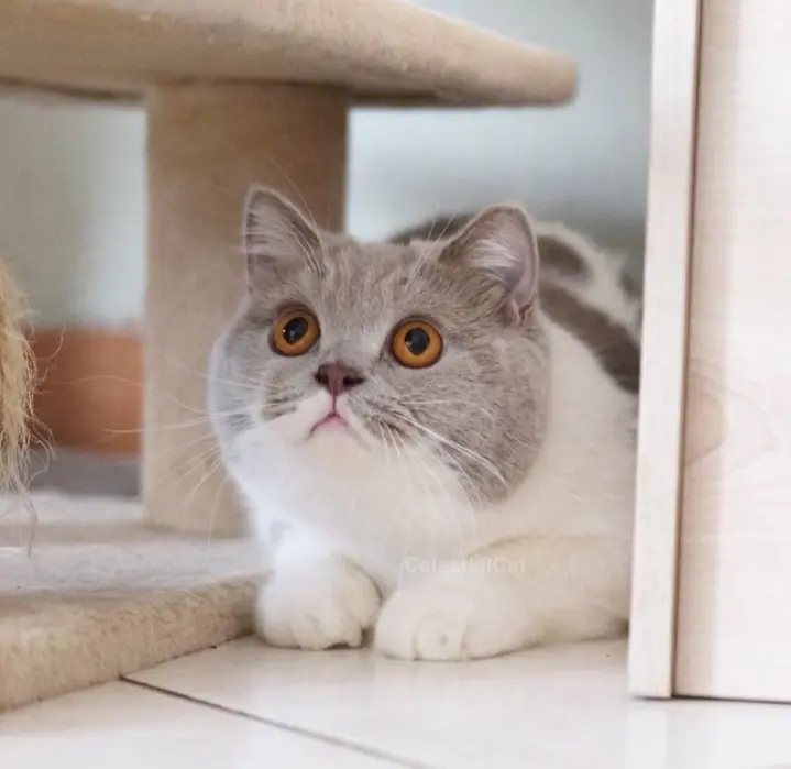 Kucing-sakit-harus-di-pahami-jenis-penyakitnya