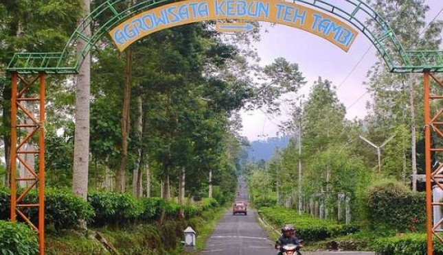 Hamparan Hijau Kebun Teh Tambi Wonosobo