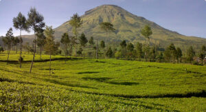 Spot Instagenic Kebun Teh Tambi Wonosobo