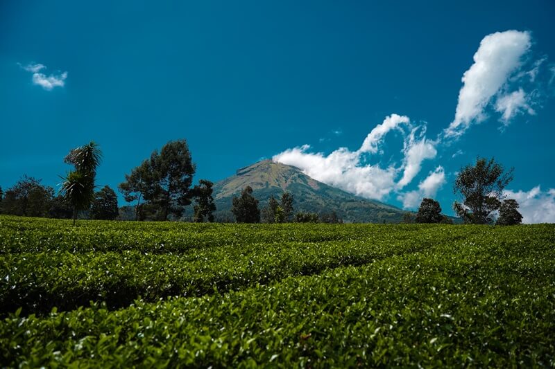 Hamparan Hijau Kebun Teh Tambi Wonosobo