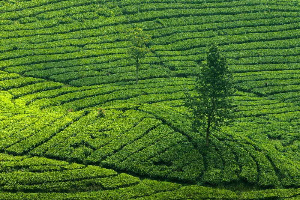 Informasi Lengkap Kebun Teh Puncak Bogor, Jangan Sampai Terlewatkan!