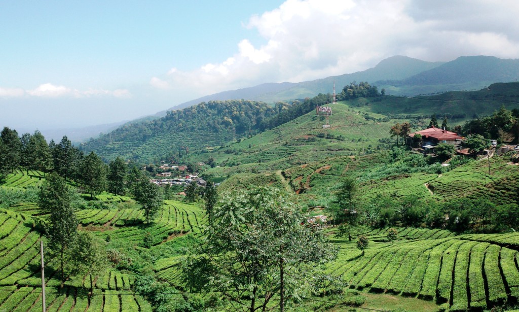 Informasi Lengkap Kebun Teh Puncak Bogor, Jangan Sampai Terlewatkan!