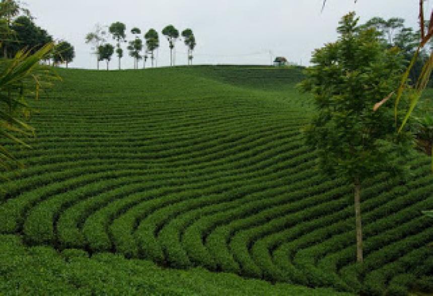 Kebun Teh Cikuya