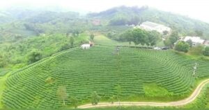 Kebun Teh Cikuya