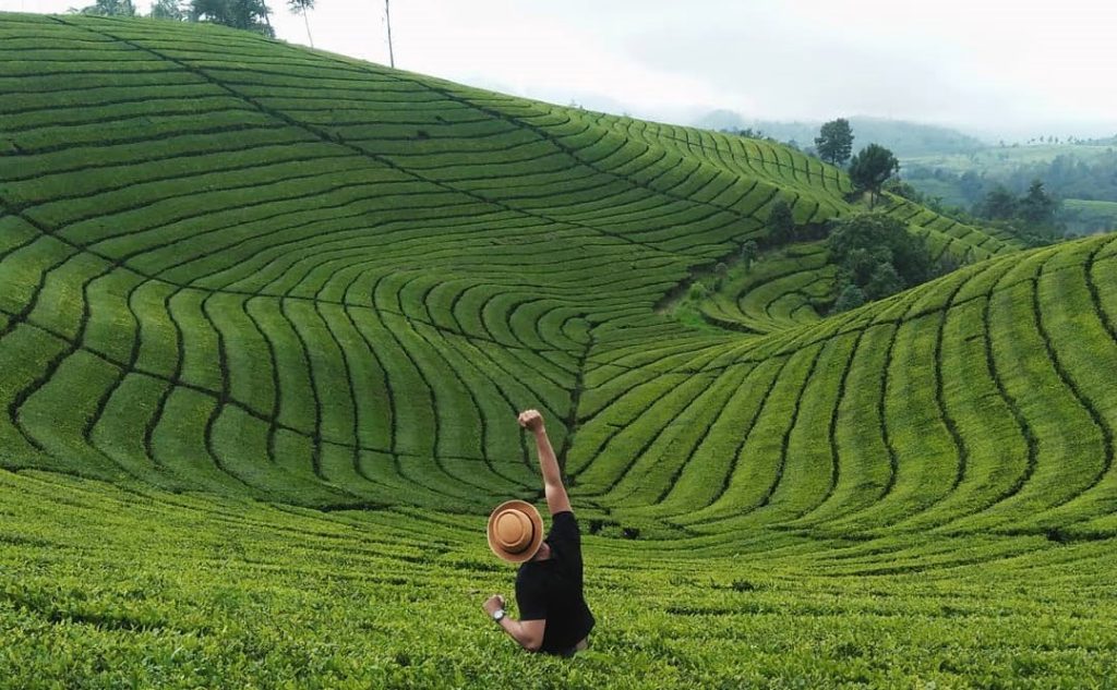 Kebun Teh Sukawana