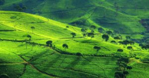 Kebun Teh Sukawana