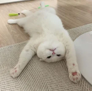 Ciri-Kucing-yang- Mengalami-Stres