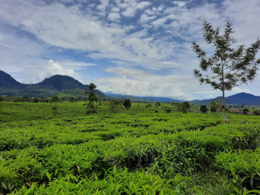 Merasakan Keindahan Alam di Kebun Teh Malabar