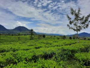Merasakan Keindahan Alam di Kebun Teh Malabar