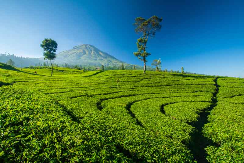 Ngadem di Kebun Teh Cianten Ditemani Pemandangan Gunung Salak
