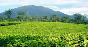 Ngadem di Kebun Teh Cianten Ditemani Pemandangan Gunung Salak