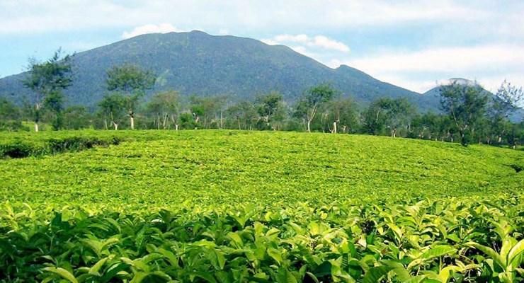 Ngadem di Kebun Teh Cianten Ditemani Pemandangan Gunung Salak