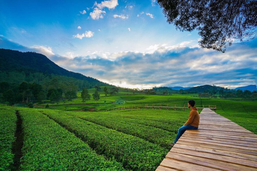 Nuansa Riung Gunung Pangalengan, Surganya Kebun Teh Pangalengan