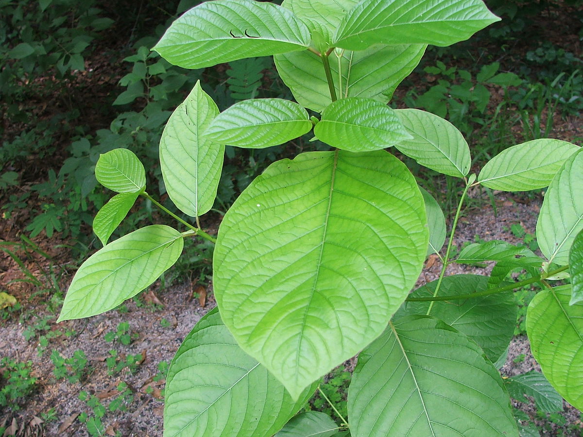 Daun Kratom