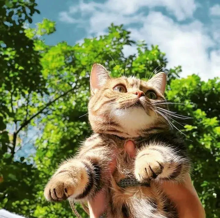 Kucing-Punya-9-Nyawa- Mitos-atau-Fakta