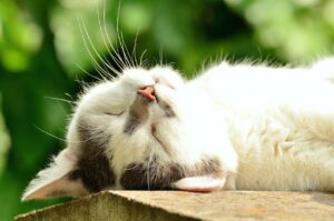 hari kucing sedunia