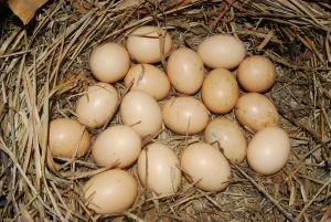 Harga Telur ayam dan Daging Ayam