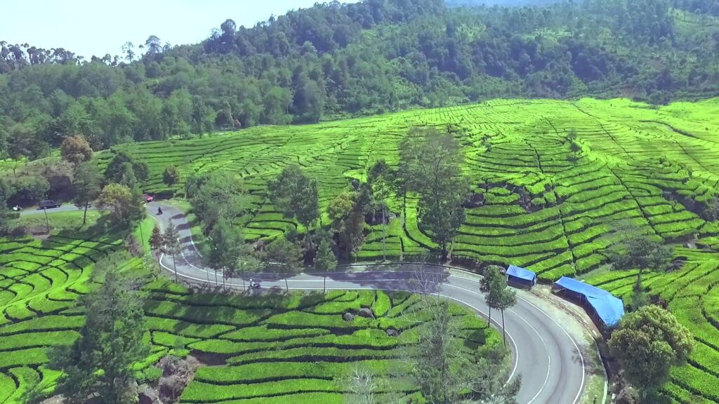 kebun teh di Jawa Barat