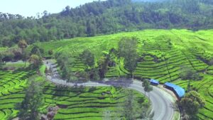 kebun teh di Jawa Barat