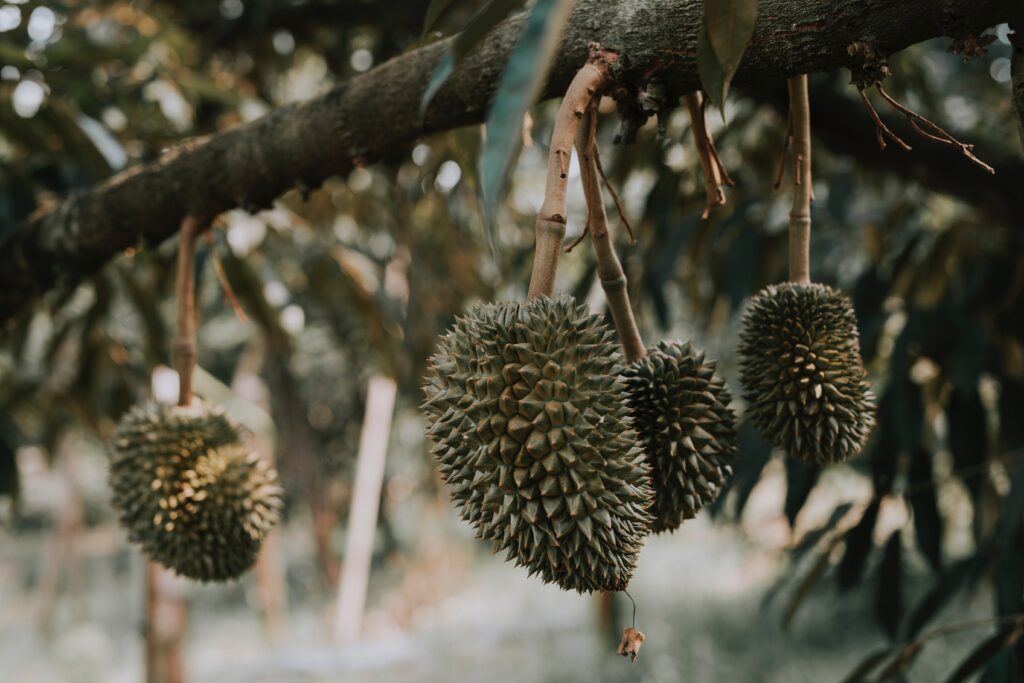 Manfaat Kulit Duren