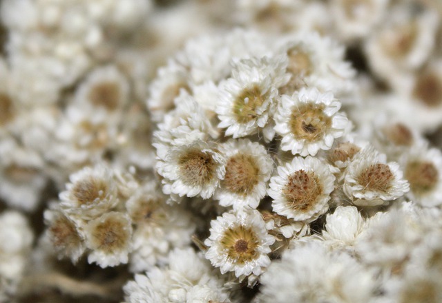 Bunga Edelweiss