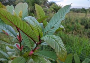 Ekspor 'Narkoba' Kratom RI