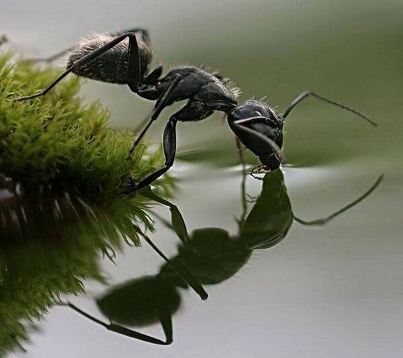 Fotografi Makro