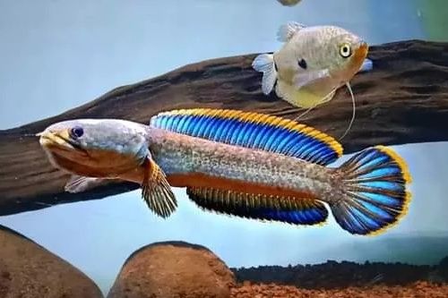 Ikan Channa Limbata