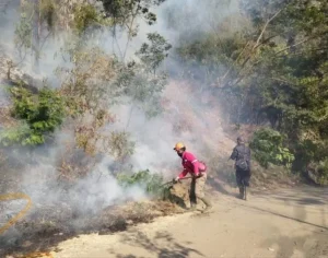 Manajer Wedding Organizer jadi Tersangka Kasus Karhutla di Bromo