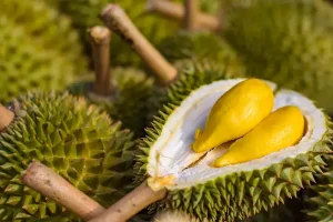 aturan ketat durian
