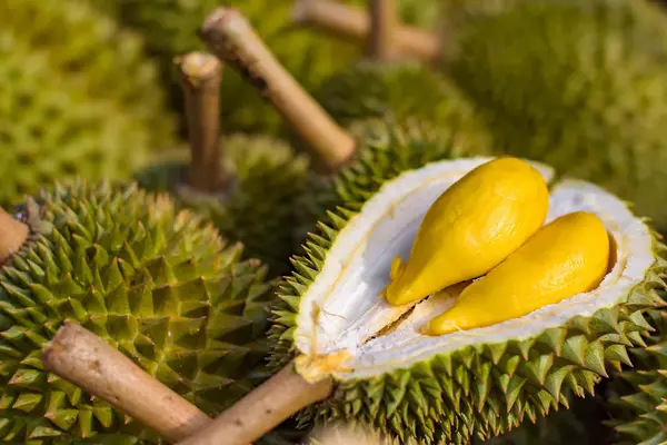 aturan ketat durian