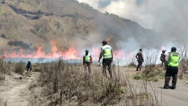 edelweis bukit teletubies bromo