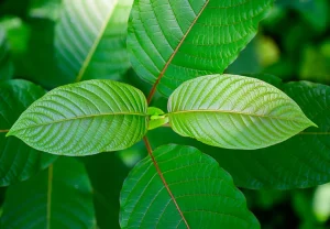 ciri daun kratom