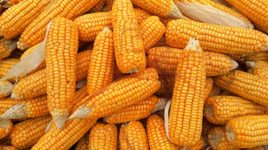 impor jagung