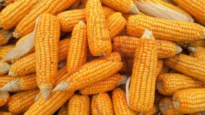 impor jagung