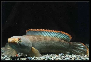 jenis ikan Channa termurah
