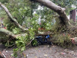 Pohon Tumbang di Kota Bandung