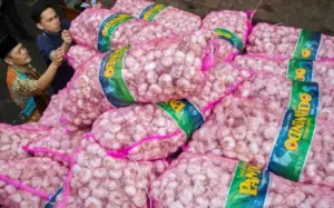 Maladministrasi Impor Bawang Putih