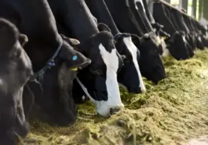 Pemerintah Datangkan 100.000 Ekor Sapi Perah dari Brasil