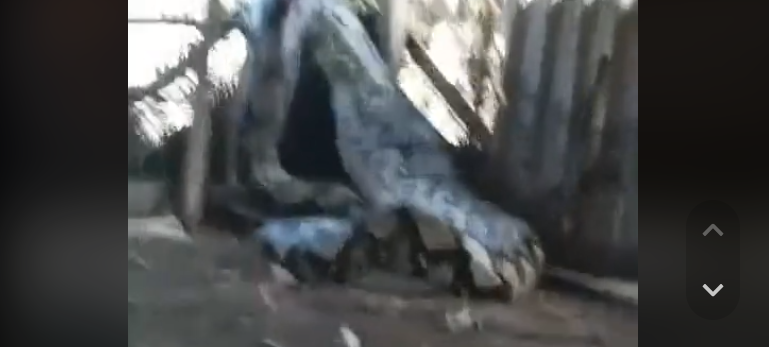 ular raksasa