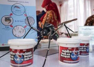 Pilot Project Nyamuk Wolbachia Masih Butuh Proses