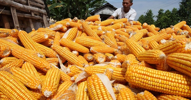 Stok Jagung Nasional Aman hingga Desember 2023