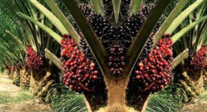 bisnis kelapa sawit-