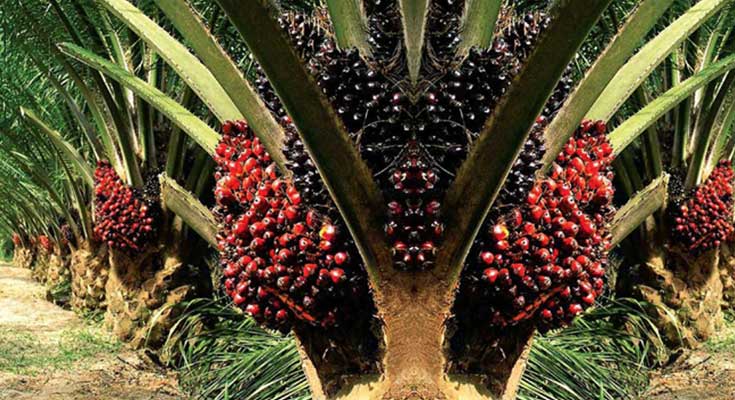 bisnis kelapa sawit-