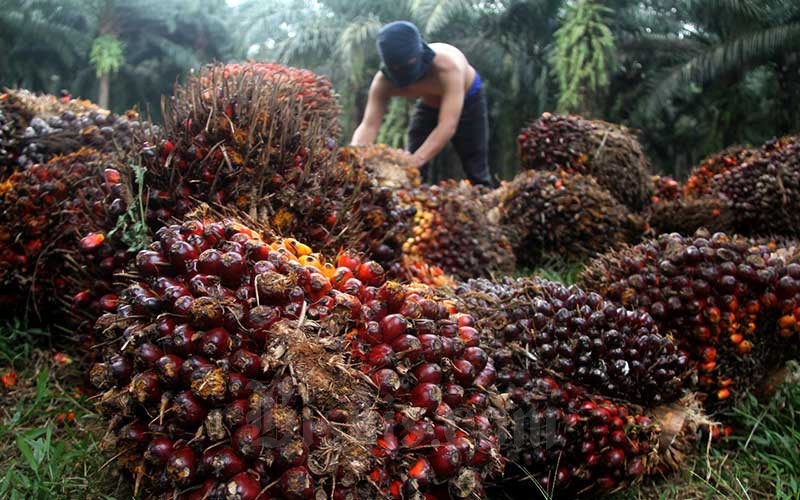 kelapa-sawit APPKSI