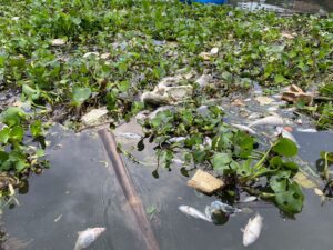 Ikan Saguling Mati